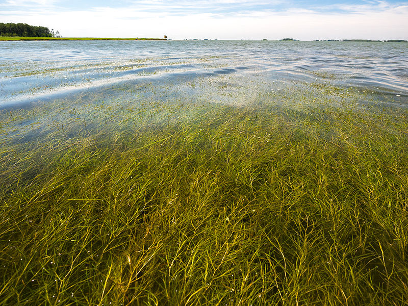 Bay grasses survived 2018 deluge, but losses expected this year